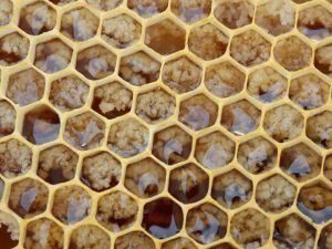 Raw Honey Crystal